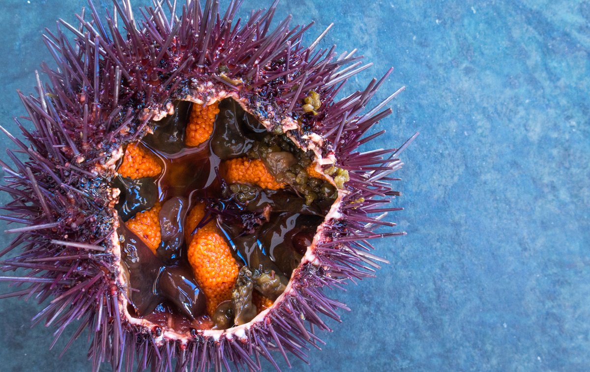 Comienza la temporada de erizos en Lakasa...