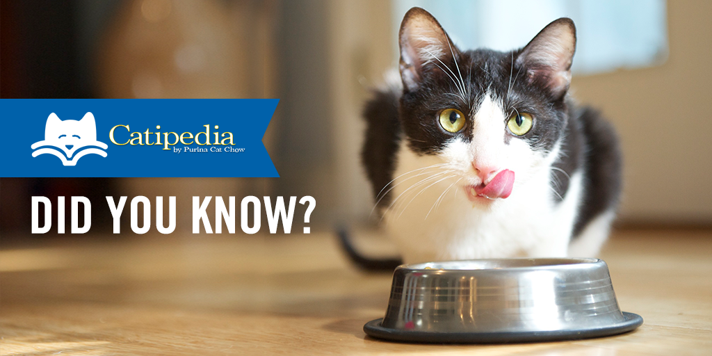 PurinaCatChow's tweet photo. Switching your cat’s food can be tricky. We’re here to help make it easier. Read on for top tips on how to switch things up without the fuss! https://t.co/r9gPsZWV0O https://t.co/cXa2ObXnXc