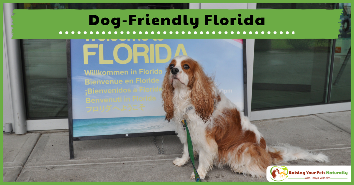 #DogFriendlyFlorida Hotels, Cafes, Stores and Activities. If you are #traveling w/ #dog to #Florida, you won't want to miss these #dogfriendly spots. #stpete #clearwater #flpetfriendly #floridalocal #stpetersburg #travelblogger #petblogger #dogblogger raisingyourpetsnaturally.com/dog-friendly-f…