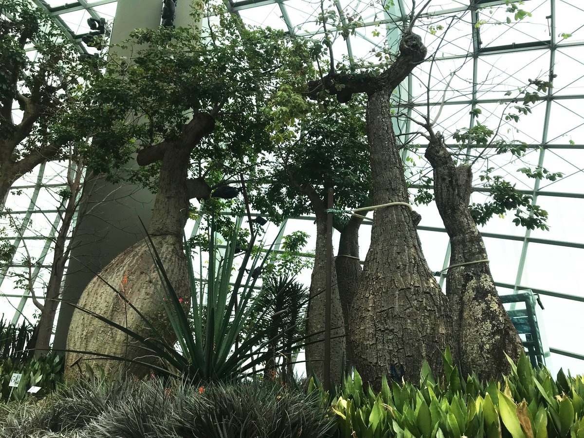 GroundControlGC's tweet photo. Why the swollen trunks?! Baobabs and Bottle Trees store water in their large trunks to survive droughts. Some very impressive plants at @GardensbytheBay! #GCOnTour #FlowerDome https://t.co/YazY4YsSjw