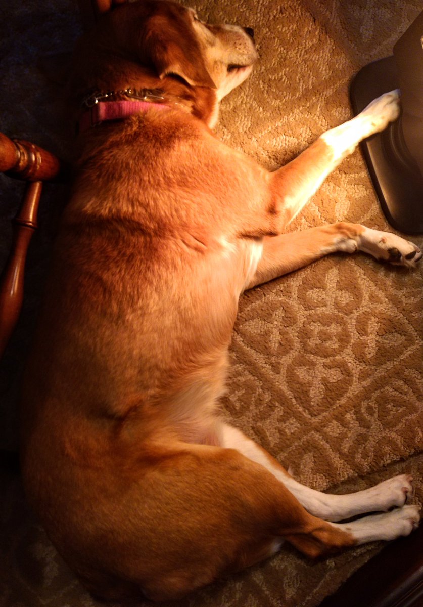 Paintbrush_Tail's tweet photo. Sleepy, cozy Wednesday
#sleepface #dognap #adorables #dogsoftwitter #keepingcozy
βοΈπ‘
πΆπ΄οΏ½οΏ½
@IngloriousDogs @dogluvas @dogcelebration @dogandpuplovers @puppy_snuggles @AnimalsGalore @CUTEST_ANlMALS https://t.co/UFsyit8k1W