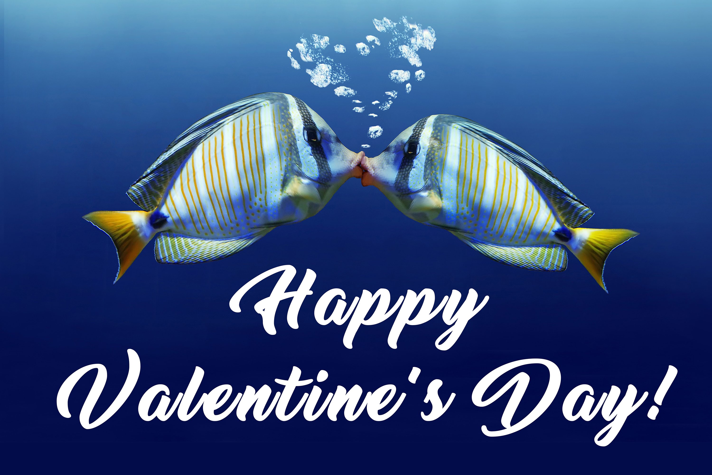 Ripley's Aquarium of Canada on X: Whether you're hooked or still fishing,  Happy Valentine's Day from our family to yours!  / X
