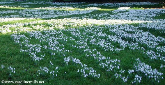 The #Shaftesbury Snowdrop #Festival takes place until 16th March, with picturesque walks to view more than 60,000 snowdrops in town, study days, talks, a sale of rare snowdrops, crafts, family events &amp; a Snowdrop Lantern Parade. <a href="/Visit_Dorset/">visit-dorset.com</a> #bgtw #gardens <a href="/Shaftesbury_TIC/">Shaftesbury TIC</a>