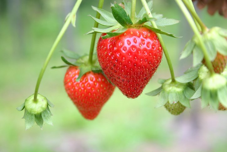 strawberry industry “doubtless god could have made a better berry, but doubtless god never did the oregon strawberry industry with its 120 year history has had a. strawberry industry “doubtless god could have made a better berry, but doubtless god never did the oregon strawberry industry with its 120 year history has had a.