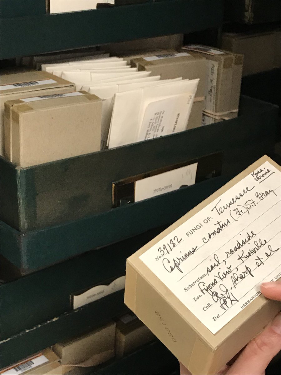 donna_librarian's tweet photo. Had a great time talking with the director of @UTKHerbarium. DYK it’s the second largest in the southeast? https://t.co/DMSqTptd4i