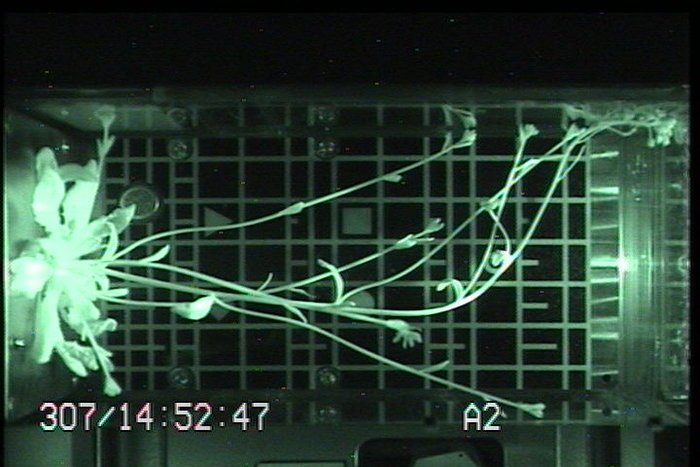 How do plants grow in weightlessness? We are finding out, and surprisingly plants are very sensitive to gravity! #Columbus10Years esa.int/Our_Activities…
