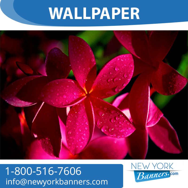 NewYorkBanners's tweet image. Liven up your business or home interior with #WallPaper. Application &amp;amp; removal is easy. Will last up to 20 years.  Get a free quote &amp;amp; place your order 1-800-516-7606 or visit our online store newyorkbanners.com/Wallpaper.html
#GraphicPrinting #IndoorGraphics #PVCFree #ChildFree