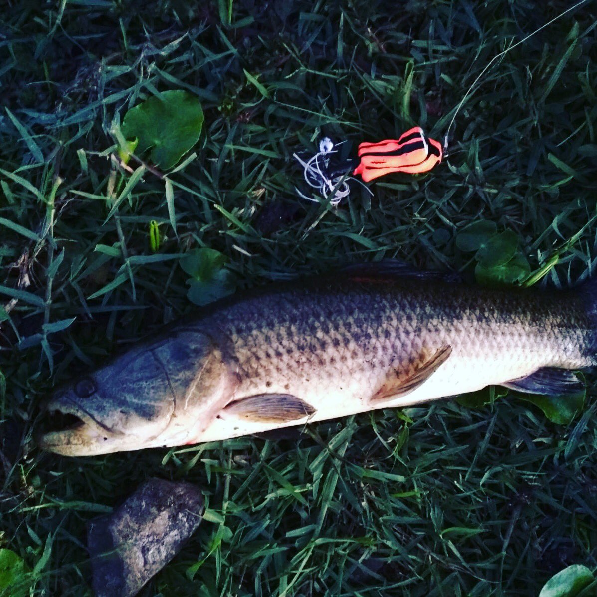 #señuelo #ifos #pesca tararira