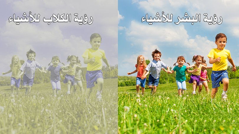 دليل عيادات بيطرية tweet media