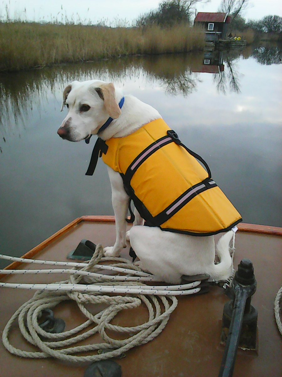 Thinking of a #family #holiday on the #Norfolk #Broads?  What about your #pet dog?  Did you know your #dog can come on holiday with you, on one of our lovely #yachts or #motor #cruisers and even one of our #riverside #bungalows, called Happy Days, for a £35.00 pet charge.