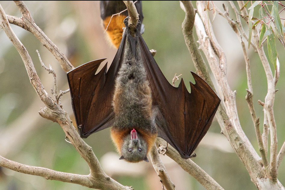 'Animals have evolved all manner of adaptations to get the nutrients they need.' Check out this interesting and informative article by MIT engineers! #SavetheBats go.savebats.org/2nTTIEj