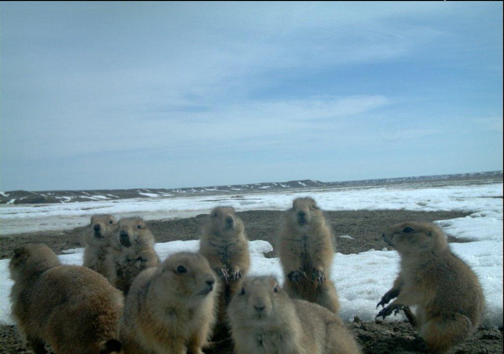 Family Day is coming up February 19th – what do you plan on doing with your family? #WildlifeWednesday #BTPD #GrasslandsNP