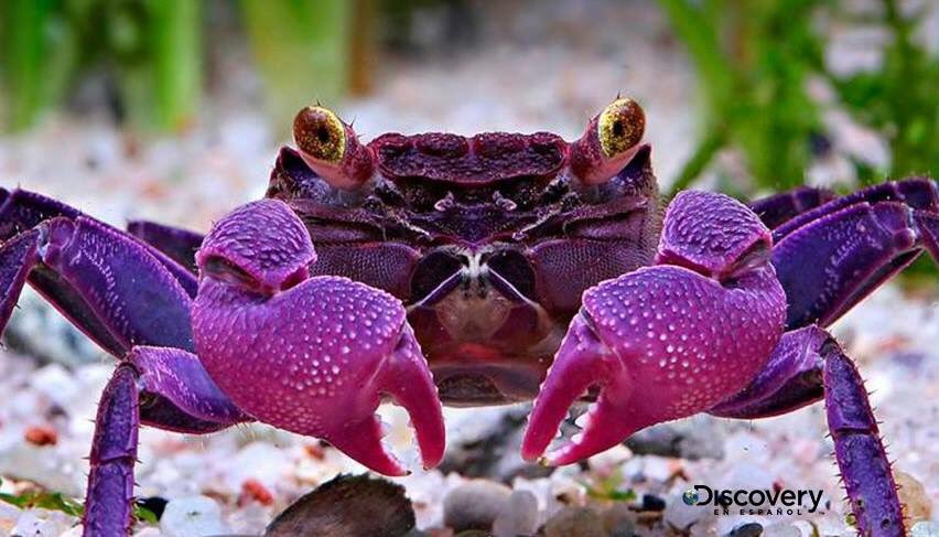 El cangrejo Geosesarma dennerle es de color púrpura, tiene los ojos amarillos y viene de la isla indonesia de Java.