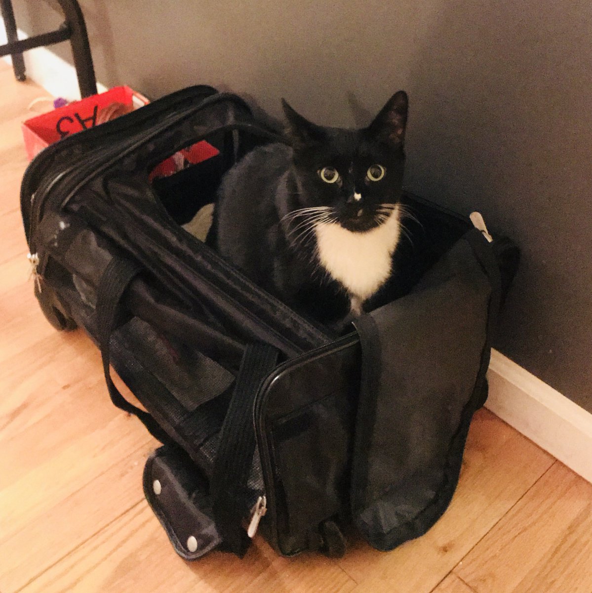 samanthasherman's tweet photo. Proud mama moment: when your children learn to pack themselves. #Literally #DIY #CatsinBags #Twinsies #LABabes @SidandNancyCats https://t.co/LJc4qZFh6C