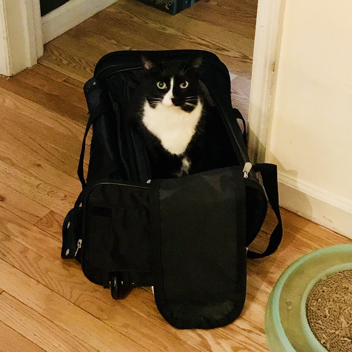 samanthasherman's tweet photo. Proud mama moment: when your children learn to pack themselves. #Literally #DIY #CatsinBags #Twinsies #LABabes @SidandNancyCats https://t.co/LJc4qZFh6C