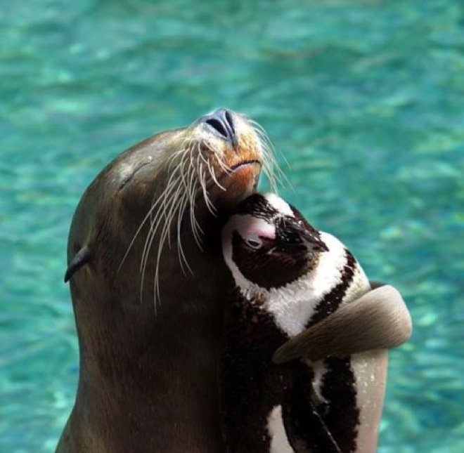 AnneBitz's tweet photo. “Unlikely animal friendships” is an Internet hole I’m cool going down, and never coming out of... https://t.co/SZ67qEQAvY