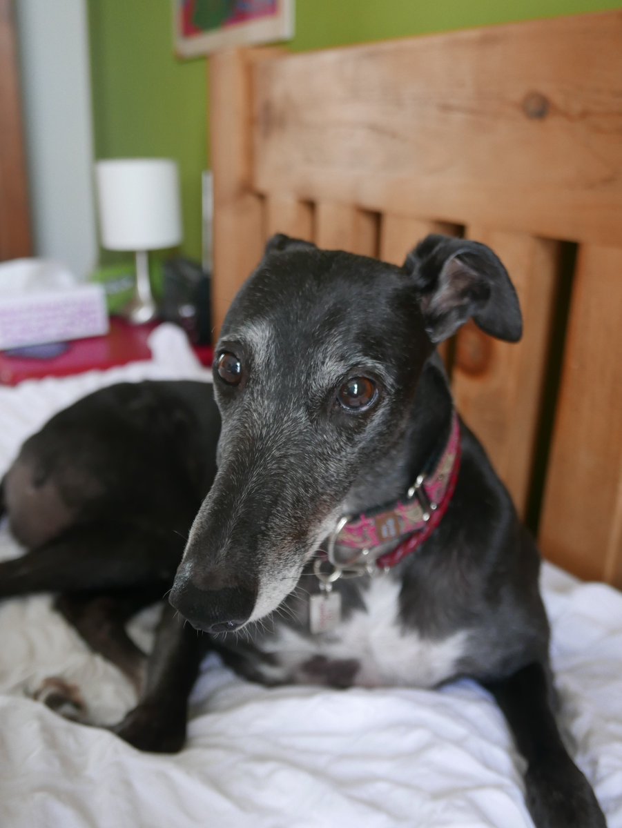 CLongchops's tweet photo. I haz to say sad toodleroos to you all as on Munday I left on Royal Tour over de Rainbow Bridge. I will be watchin dis page until my apprentiss zoomies in to look arfter mumsie and daddy and oafish bro @JoeDaJaw, dis may be an ickle whyle as dey miss me still. Luff Queen Crystal https://t.co/0iCH6iOHJm