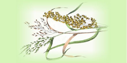 radixtcm's tweet photo. The Five Grains https://t.co/idQWRfpLvR https://t.co/yhSngHOIIm