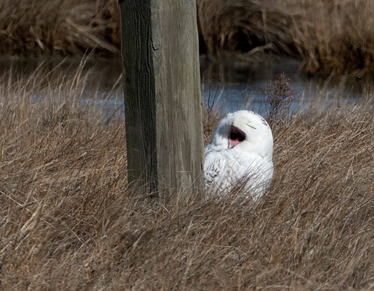 USFWS's tweet photo. Spouting #Wednesdaywisdom? This snowy owl was spotted at Edwin B. Forsythe National #WildlifeRefuge.  

Photo by Kyle Chelius / USFWS Volunteer https://t.co/M1KJJW34AN