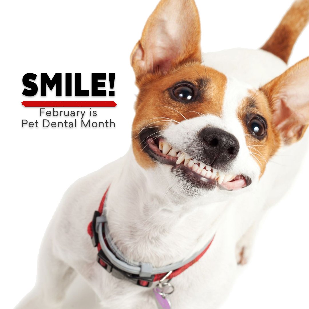 ThreeDogNews's tweet photo. In honor of National Pet Dental Health Month, we’re bringing you the top reasons to care for your dog’s teeth, plus ways to know if your dog is suffering from dental disease. Check it out on our blog - https://t.co/B3zt6WGre8 https://t.co/UONYvi3ZtJ