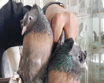 RaptorAlliance's tweet photo. Prized #pigeons are a big attraction at #MadinahMarket, in #SaudiArabia. You will see all kinds and shapes of Pigeons from across the World. From #Turkish-bred pigeons, to #Sudanese pigeons. #birds https://t.co/yDbDDXHSAf
