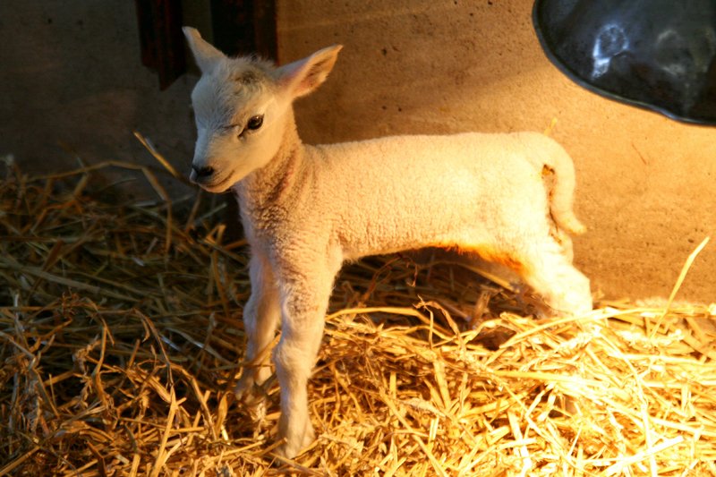 DayOutYorkshire's tweet photo. Its lambing season at @CannonHallFarm!

Take a trip this #halfterm for daily talks, lamb bottle-feeding demos and tractor trailer rides.

Find out more...
https://t.co/m15wKoJl0m https://t.co/Y1PwgKBurt