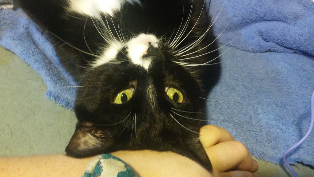 RoniChaos's tweet photo. @OMGitsfirefoxx One of my five kitties. His name is Evan :3 https://t.co/j3yCwMs291