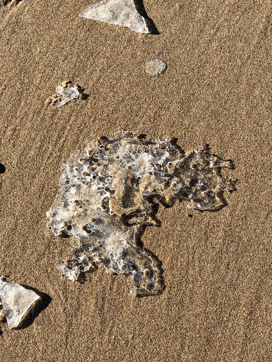Bit of a wander today - Belted Galloways , Twisted Long Horns and sea ice ❄️👀🌊 #Northumberland❣️#DruridgeBay <a href="/Crofty/">Steven Croft</a> <a href="/HARTResearch/">Jacquelyn Allen-Collinson 🏞️🌼🇪🇺🎸</a> <a href="/CatherineEsse/">Catherine Street</a> <a href="/rob_northern/">northern_rob</a> <a href="/suzawelch/">suzawelch</a>
