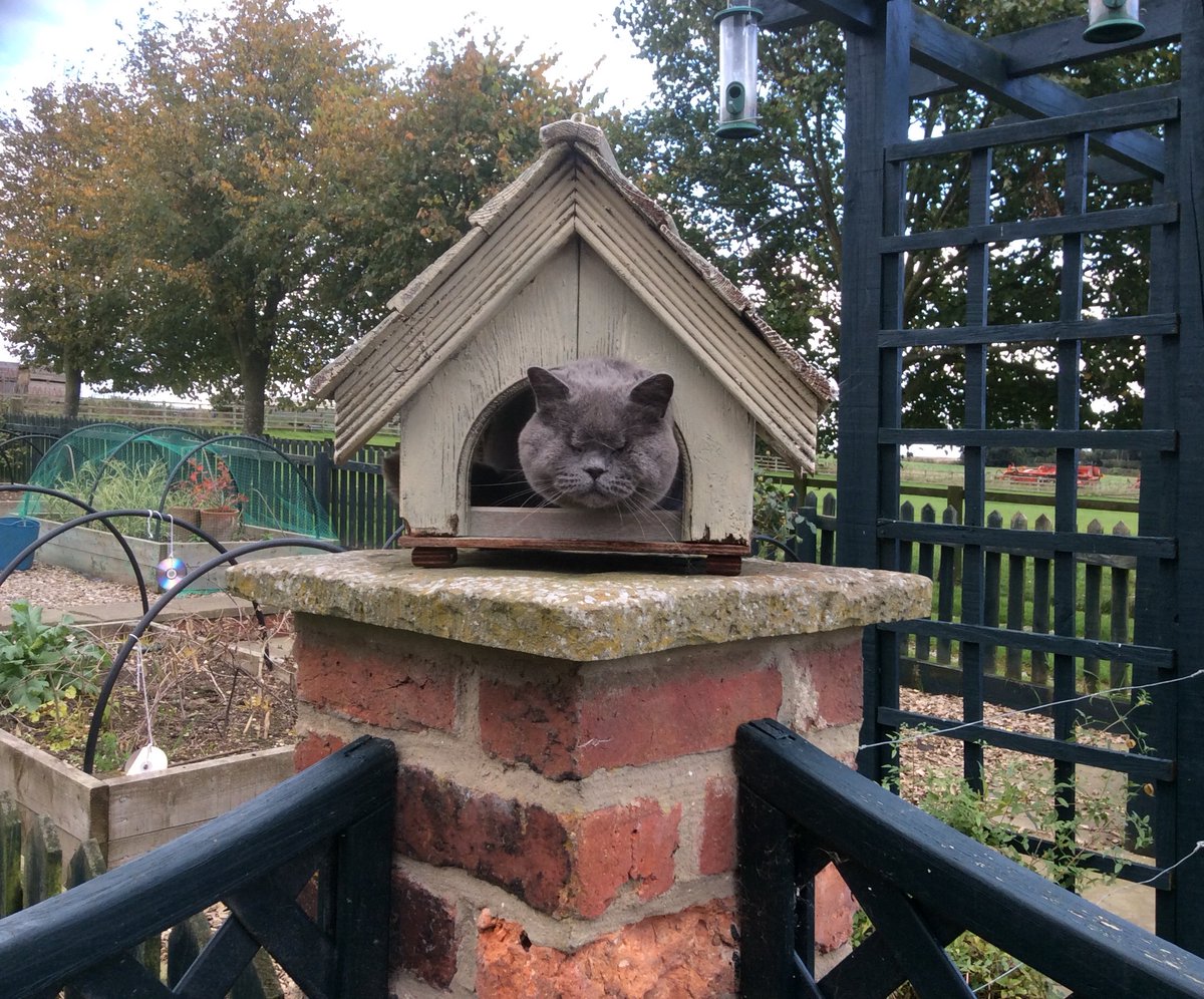 petexpertUK's tweet photo. Jane, my little blind cat, staking out the bird house! ๐ป#CatsOfTwitter #CuteCats #CuteCat #blindcats #blindpets https://t.co/oGqueMhuHI
