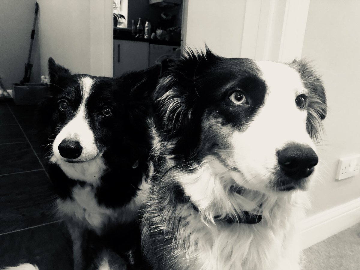 MidlandsNQM's tweet photo. After three long days, there is nothing better than spending my #dayoff at home with my #middogs Tilly and Mabel #bestfriends #stressrelief #oxytocin https://t.co/VENEuU3Yyq
