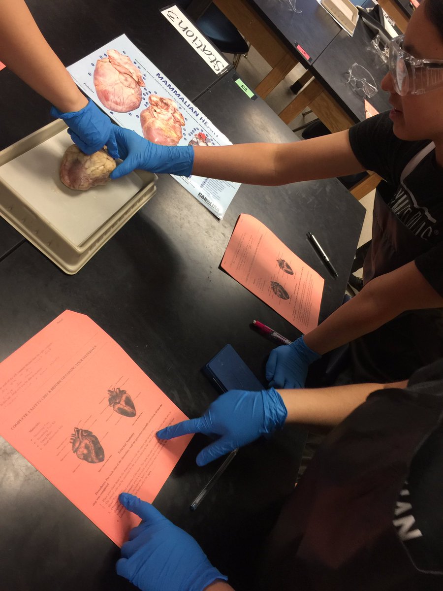 denishapresley's tweet photo. @LehmanHighLobos getting to the "heart" of learning! #academicvocabulary #collaboration #exploratoryscience #GD2BL w/ @HaysContCoord & @JoshuaKaiser https://t.co/D36XfJBbZw