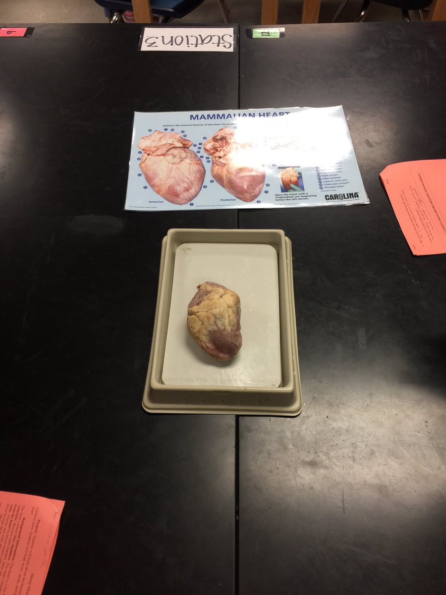 denishapresley's tweet photo. @LehmanHighLobos getting to the "heart" of learning! #academicvocabulary #collaboration #exploratoryscience #GD2BL w/ @HaysContCoord & @JoshuaKaiser https://t.co/D36XfJBbZw