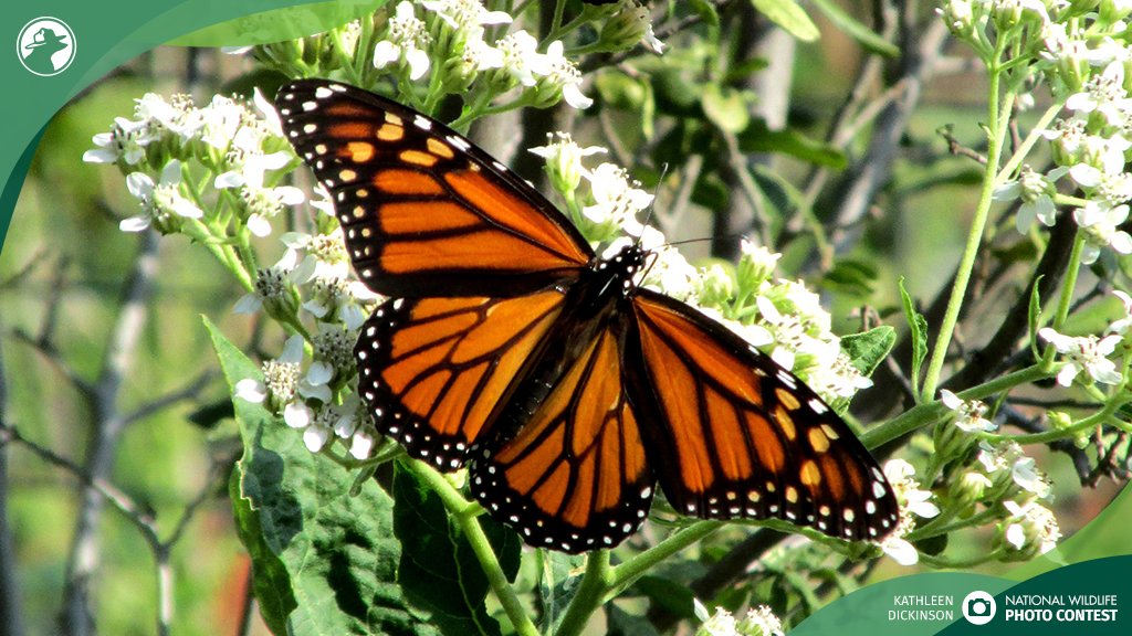 NWF's tweet photo. Your representative in Congress can help monarch butterflies recover and thrive. Add your name to our Valentine’s Day card urging them to support the Recovering America’s Wildlife Act. #RecoverWildlife
https://t.co/ewhqGbuWBi https://t.co/us9OQ5FEFA