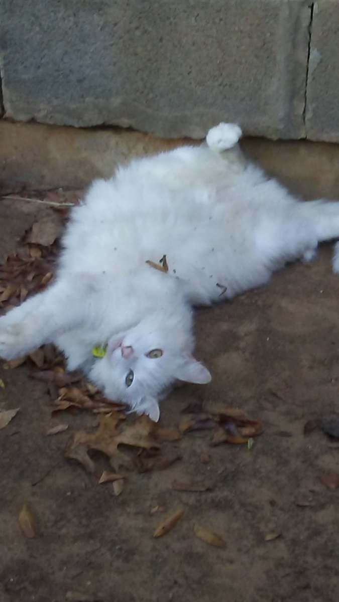 Mentha_101's tweet photo. Faye Valentine says, "Draw me like one of your French girls." @Cat_Cosplay #BlepDay https://t.co/58Aupu6Erc