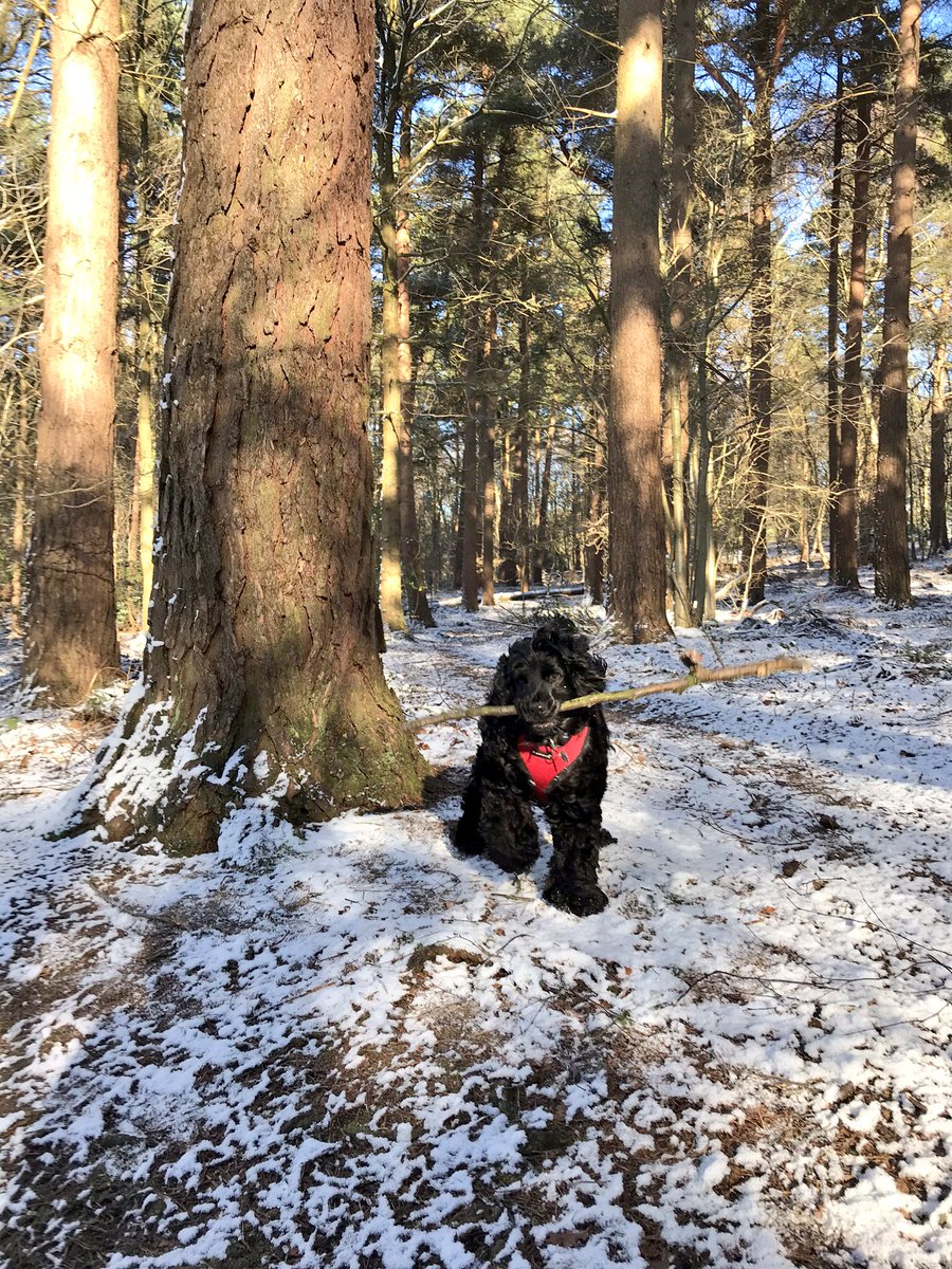 Beautiful day ❄️☀️🐾🐶❄️ #wilmslow #walks #happydogs 💕