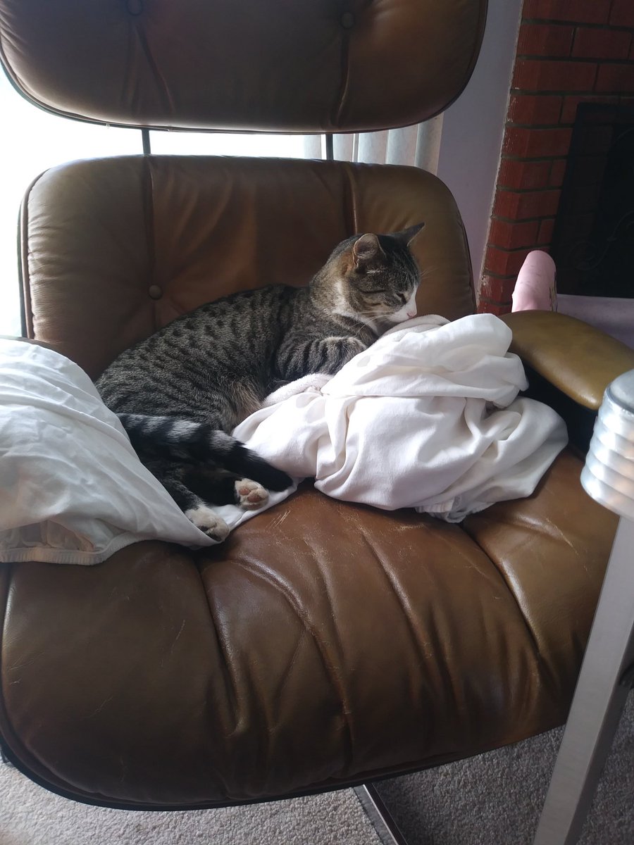 NibblesAmbriz's tweet photo. Just chillin... https://t.co/sMxYAvTYqa