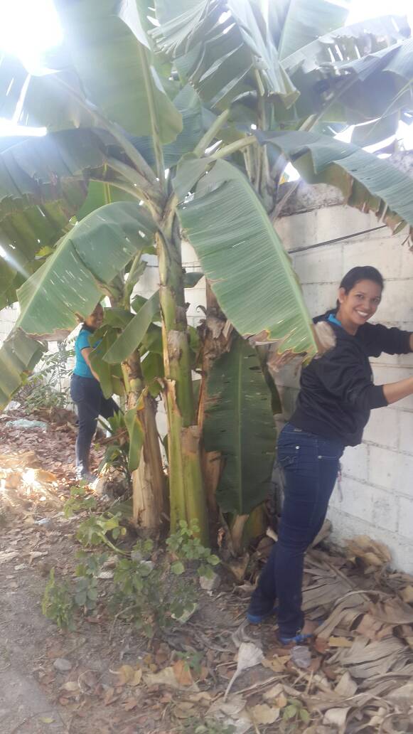 #SoberaníaAlimentaria Docentes de la UENB Jesús Pacheco Rojas Municipio Girardot #Aragua desarrollando el Conuco Escolar en la línea productiva del Programa Todas las Manos a la Siembra #DiálogoSinIngerencia <a href="/NicolasMaduro/">Nicolás Maduro</a> <a href="/JauaMiranda/">Elías Jaua</a> @MPPEDUCACION <a href="/eugeniapinero/">Ma. eugenia piñero</a> <a href="/leoalvacabrera/">Prof. Leonardo Alvarado</a>