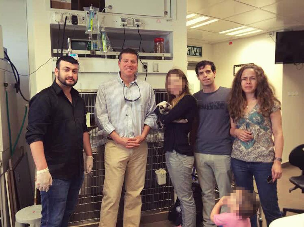 LiveBrainBlog's tweet image. בשנת 2016 בוצעו לראשונה בישראל 2 השתלות כליה בחתולים.
היוזמה הישראלית יצאה לפועל בזכות יזם ההייטק פבל פליט, בית החולים הוטרינרי רחובות, ומנתח מומחה שהוטס מאמריקה.
באמריקה משתילים כליות בחתולים כבר 30 שנה, וברבות השנים עברו כ-200 חתולים את הפרוצדורה הנ&quot;ל.

c.livebrain.com/2DRTHrd