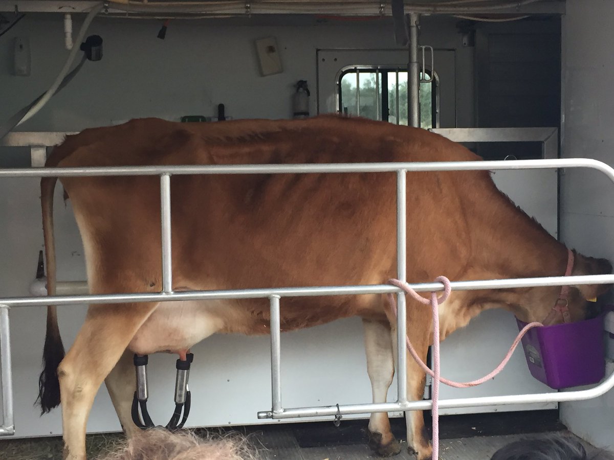 MrsBelksClass's tweet photo. STEAM day @ColtElementary Yoga &amp; Dottie the Dairy cow were just a few of our activities today!! https://t.co/AqmJsPetnz