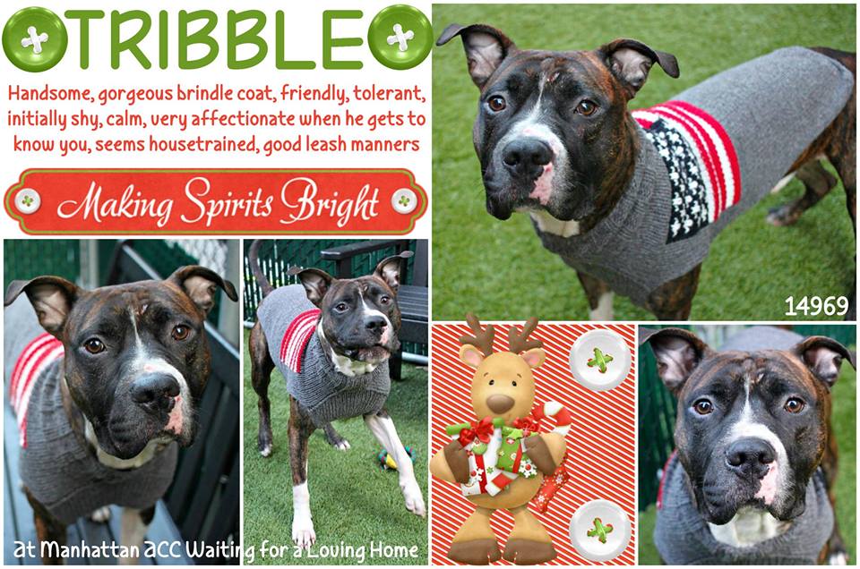 LewisandGregory's tweet photo. @MightyMutts @HumaneSocietyNY @BestBulliesNY @bestfriends @BullyProjectNYC @nycscr @RDRNE @HPRESQ @ehrdogs @PittieLovePeace @ItsaPittie @petsalive @4tLoDRottsnPits @louieslegacy @SaveThemAll49 @RTingSavesLives @saveallanimals2 @realpitbull @Hfxanimallover https://t.co/0lmF96Lg8B
