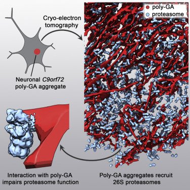 CellCellPress's tweet photo. #ProteinAggregation is a hallmark of many #neurodegenerative diseases. Using #CryoElectronTomography, Guo et al. found that poly-Gly-Ala aggregates in #neurons consist of planar twisted ribbons that recruit #proteasomes causing them to stall. https://t.co/ljbMkw3S5U https://t.co/rY7UES2Xjk