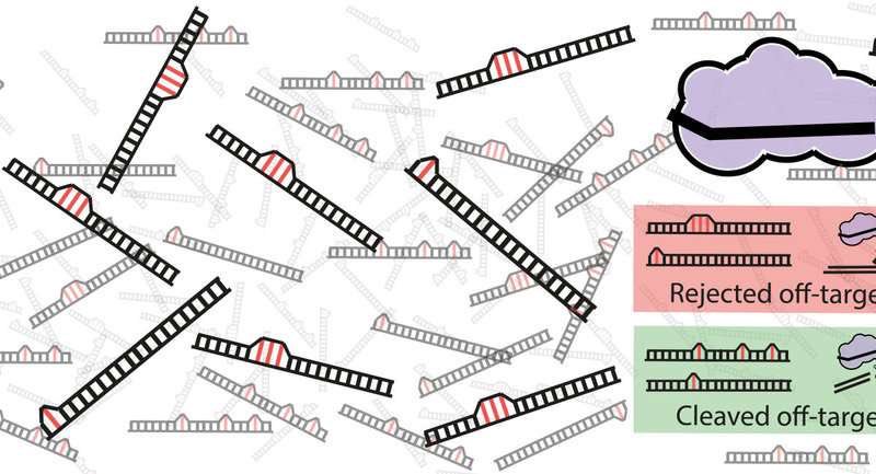 EpigeneticsUMCG's tweet photo. Mathematics explains why Crispr-Cas9 sometimes cuts the wrong DNA https://t.co/MjlZ8dVwIY via @physorg_com #CRISPR https://t.co/MtTAxah5ic