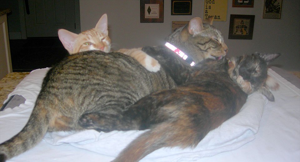 Cat Faeries (@catfaeries) / Posts / X