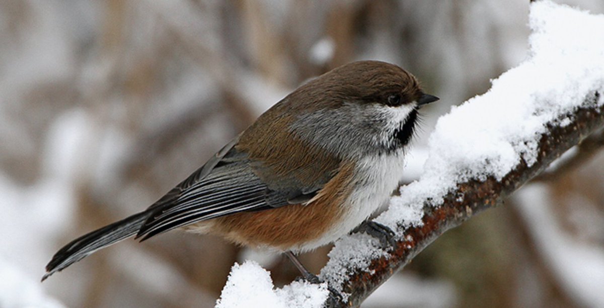 mndnr tweet picture