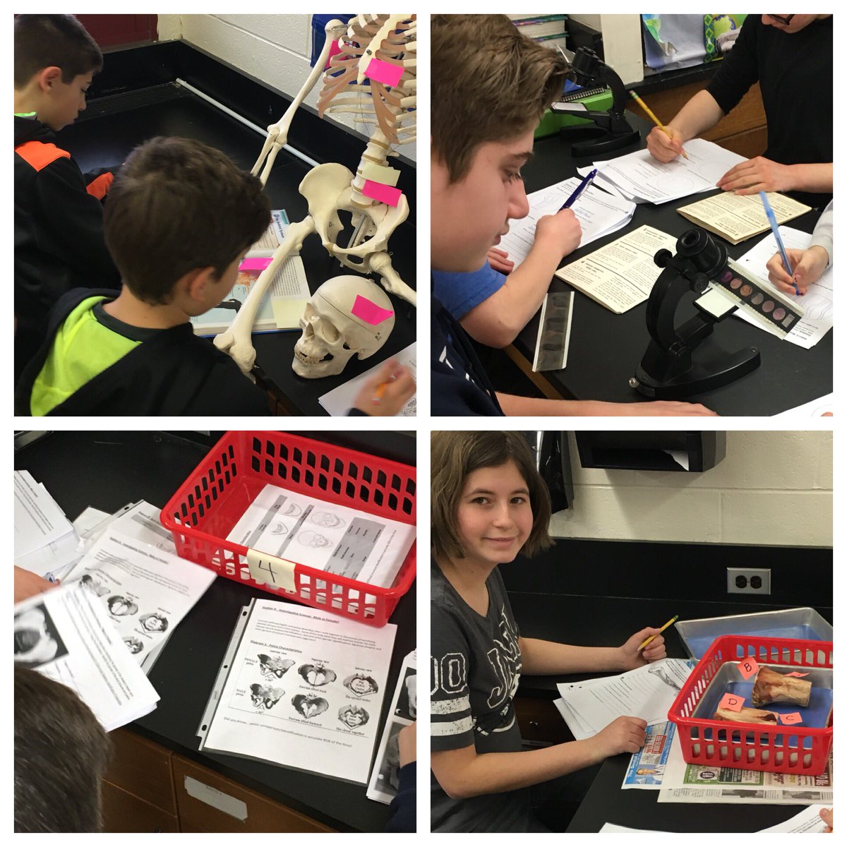Muscles and Bones Station Lab <a href="/SCSD_GMS/">Great Hollow MS</a> #bad2thebone #handsonSTEM #youngscientistsatwork