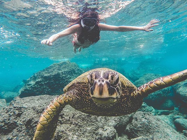 StampTravel's tweet photo. Stamp #756 - USA 🇺🇸: Making Friends In the Ocean 🐢 🦈 
Head over to Shark’s Cove on Oahu to catch glimpses of turtles, butterfly fish and little invertebrates! Unfortunately no sharks 😜 If you’ve forgot to defog your mask grab a little of the plan… https://t.co/MXcbQBQ4o5 https://t.co/NApdxbBcOG