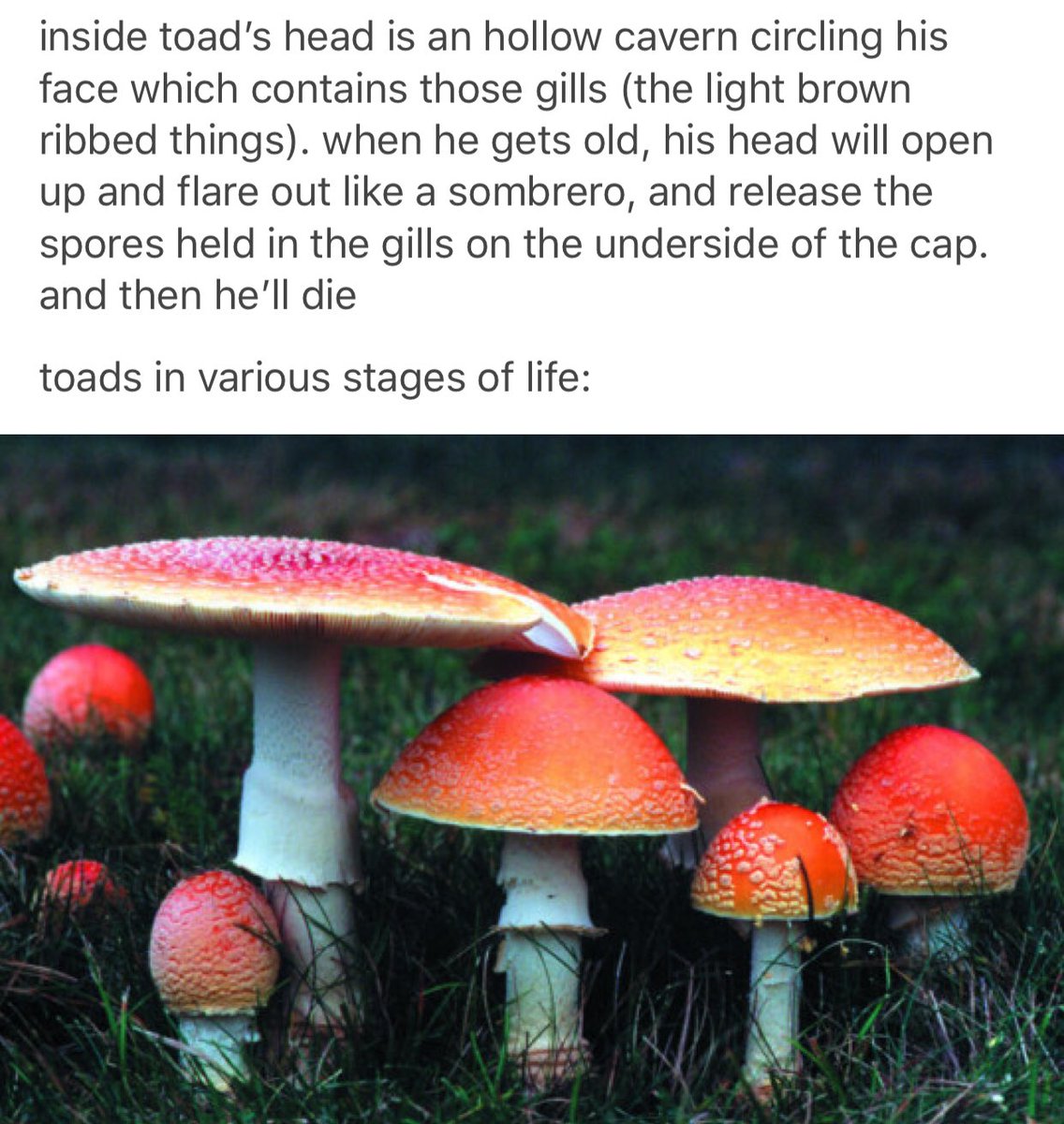 Наука которая изучает грибы. Микология наука о грибах. Микология грибы. Изучение грибов наука. Микология это в биологии.