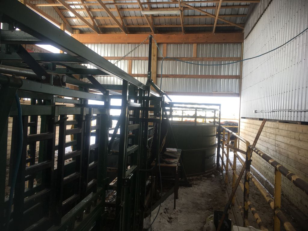 AgSights's tweet photo. The snow didn’t stop the ultrasound unit from making its way out to two breeders today, great day of scanning #limousin, #angus and #simmental bulls and heifers @bzacres @Canadian_Bones https://t.co/7Y3KXy4wJA