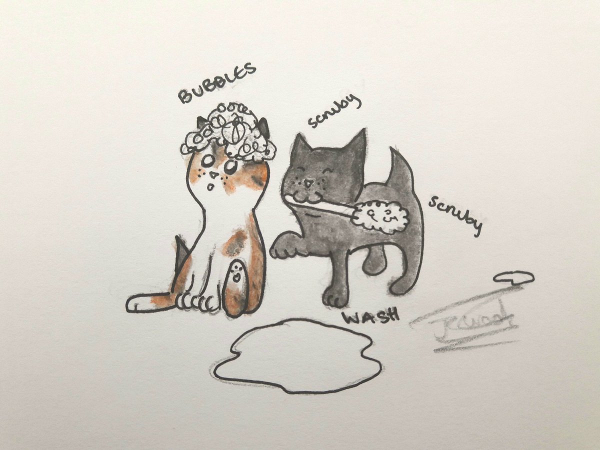 motherforcats's tweet photo. The Baf Time kitties are here. Yay ❤❤ @kitten_academy @djkittenacademy https://t.co/EW2LBZ29bJ