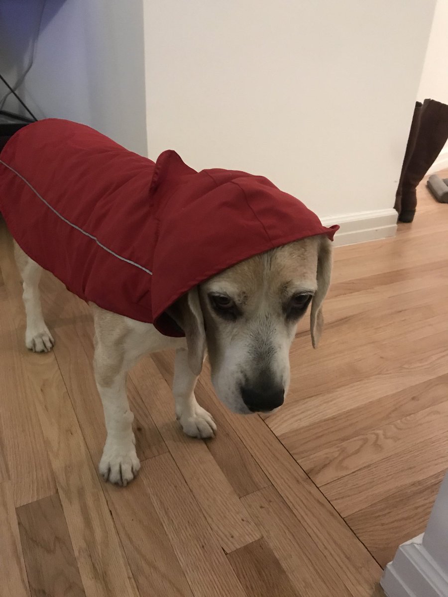 I'm still soaked from the last walk. Why we going out again? Promise not to wee in the apt!!!